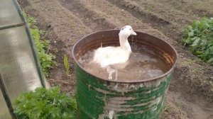 наша утя воду мутя