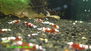 Живут ли креветки в созревающем аквариуме?