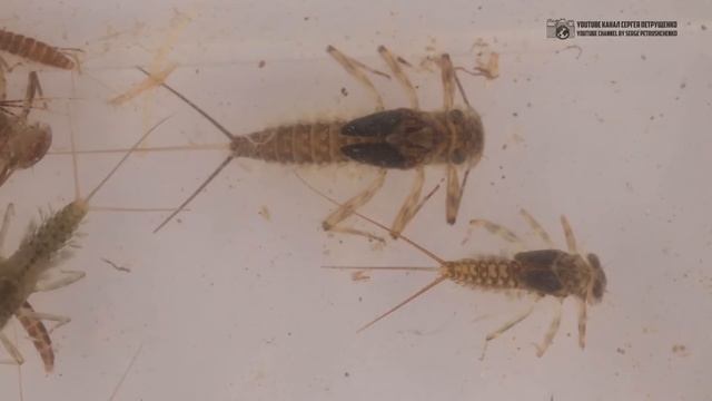 Подёнки. Древние насекомые со странными особенностями в  природе и аквариуме. // Clever Cricket