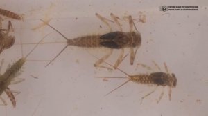 Подёнки. Древние насекомые со странными особенностями в  природе и аквариуме. // Clever Cricket