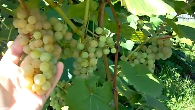 Гібрид Білий смотреть онлайн