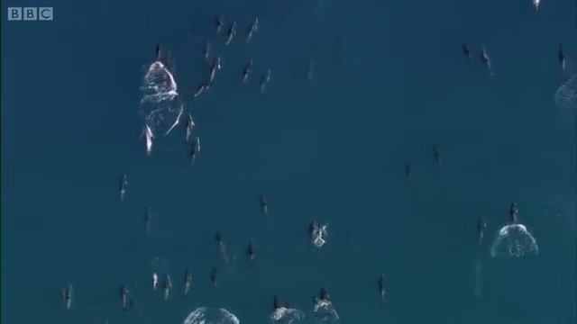 Dusky Dolphins and Bull Sperm Whales | South Pacific | BBC Earth смотреть онлайн