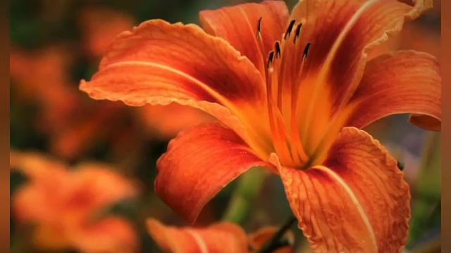 daylily flower.⚘🧡💜💛💙 смотреть онлайн