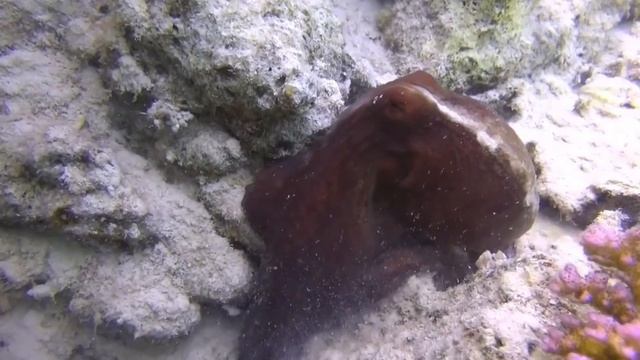 Marsa Alam - Port Ghalib, Sataya,  Marsa Mubarak, Abu Dabbab - The Wonderful Red Sea Wildlife