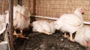 Бройлеру кобб-500 40 дней