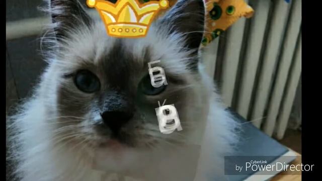 Новый канал/ Ева Королева смотреть онлайн