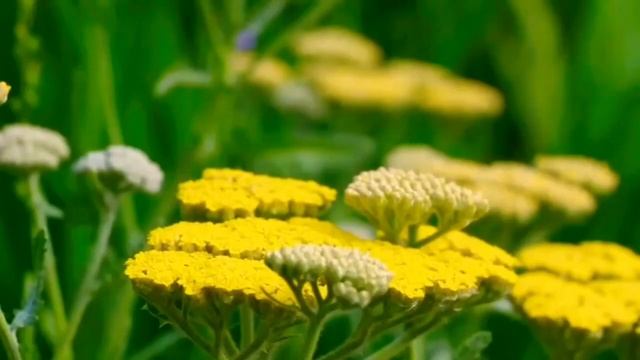Удивительная природа планеты.