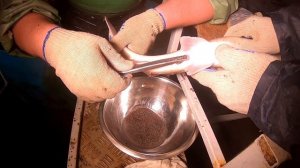 Как я осетров доил. Черная икра своими руками.