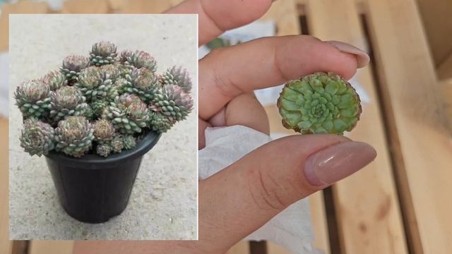 Распаковка суккулентов №19. посылка по обмену от @user-wn6kd3mq5p Жанна и жизнь смотреть онлайн