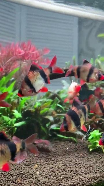 Увидела в гостях ярких барбусов и не могла оторвать глаз. У меня тоже были в свое время... смотреть онлайн