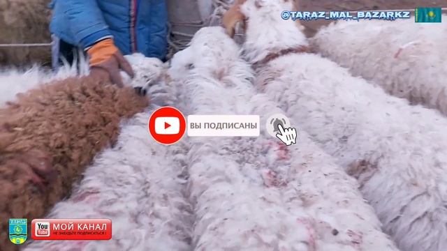 31.12.2023 Қой ешкі бағасы /Мал базар Тараз/ JAMBYL  AS-ER MAL BAZARY