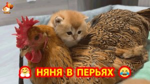 Няня Курица уходит от котят сразу по возвращении мамы Кошки ❣️🤗😹