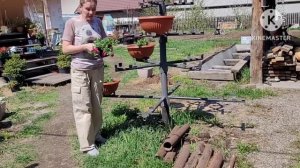Петуниевое ДЕРЕВО, что важно,  советы и опыт Ани (Хакасия)