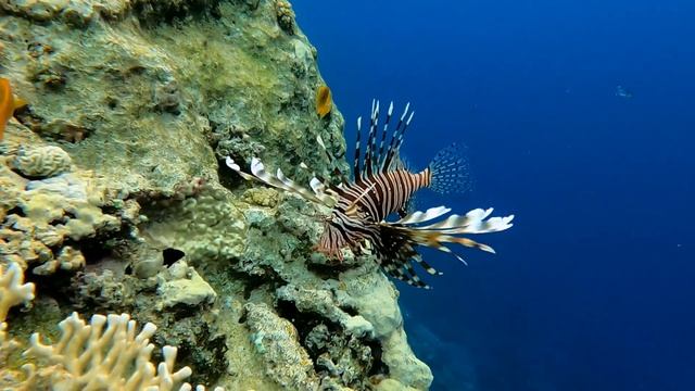 Wadi Gimal Island ☀️🐟🦐🐙 Marsa Alam ☀️ Ägypten 🐠 смотреть онлайн