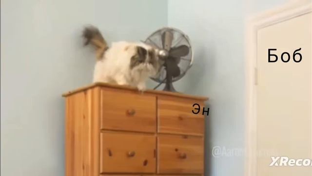 Каждое утро Найта Когда приходят Боб и Эн смотреть онлайн