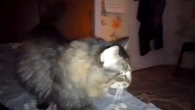 Кот Марс. Мурлыки вечером и ласки. смотреть онлайн