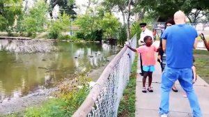 Лебедь в деле... Грациозная птица, которая атакует всех подряд, в том числе человека!