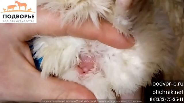 Определение пола перепелов-техасцев