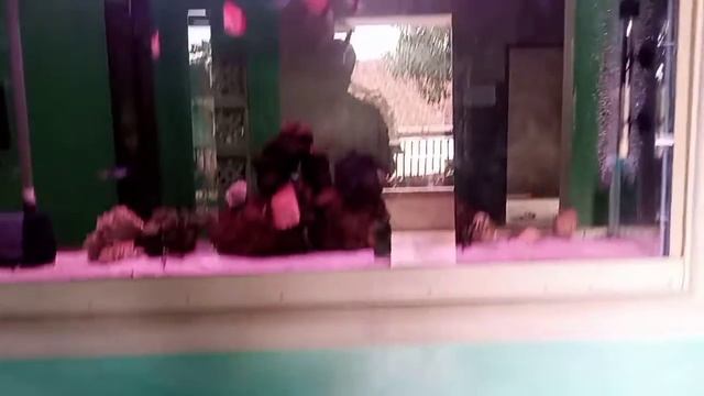 Awal yg disiapkan untuk pelihara ikan diskus........ смотреть онлайн