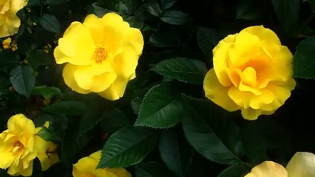 Лучшая русская новинка и фото онлайн смотреть онлайн