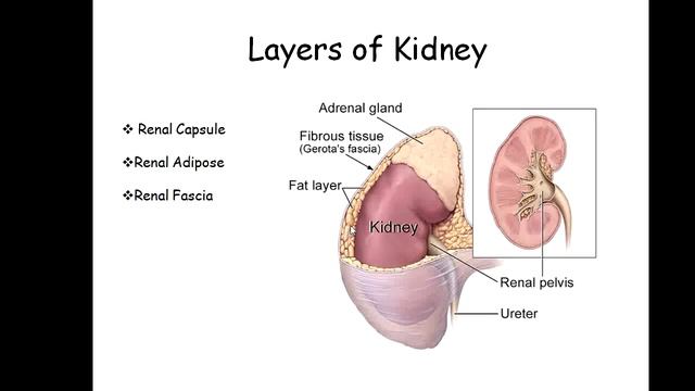 Introduction to Kidney