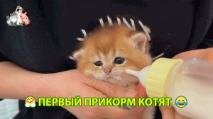 Первый прикорм котят в 3 недели молоком из бутылочки и из миски 😹🍼❣️