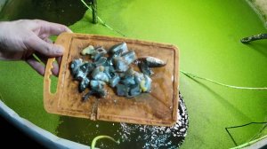 Кормление осетров мороженой рыбой. Выращивание осетров на натуральном корме в домашних условиях.