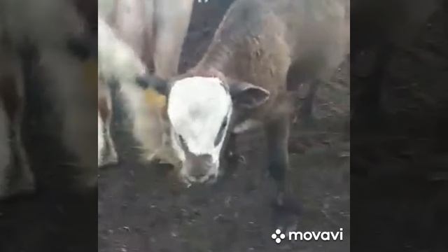 #быки#разные#порода 70 голов можно один машину загрузить+79220355557 смотреть онлайн