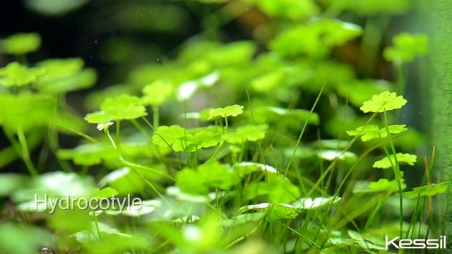 Kessil A150W Amazon Sun LED Aquarium Light at Neptune Aquatics in Milpitas, California