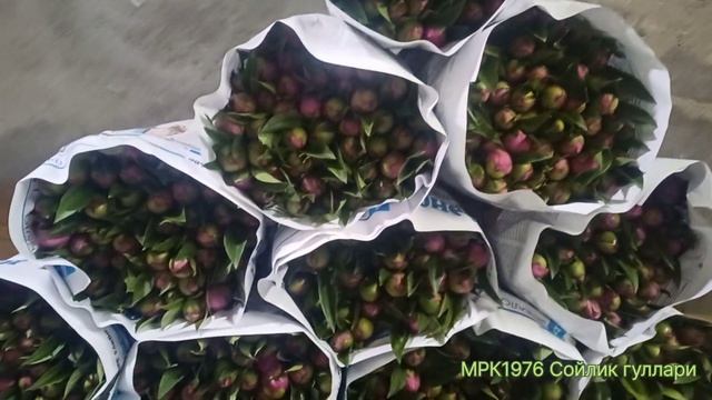 ДАРОМАДЛИ 2024 йилги ПИОНГУЛ ХОСИЛЛАРИ#PIONGUL HARVEST 2024y#УРОЖАЙ ПИОНГУЛЯ 2024г#2024 年 PIONGUL 收 смотреть онлайн