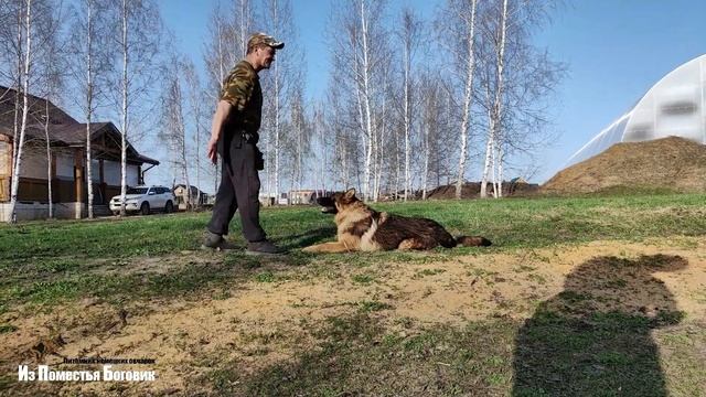 ЗУМЕР ИЗ ПОМЕСТЬЯ БОГОВИК зонарно-рыжий подросток немецкой овчарки (8 месяцев)