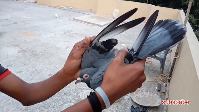 Madrasi Pigeon Recer " 7 to 8 " hours uran By Raza Photography & Technical смотреть онлайн