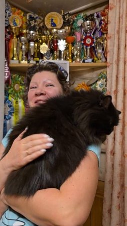 Сибирский кот - Сириус. Питомник Владыка леса.