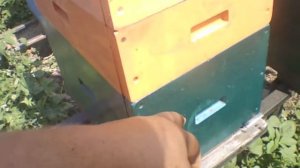 Однорамочные отводки  через месяц, их состояние