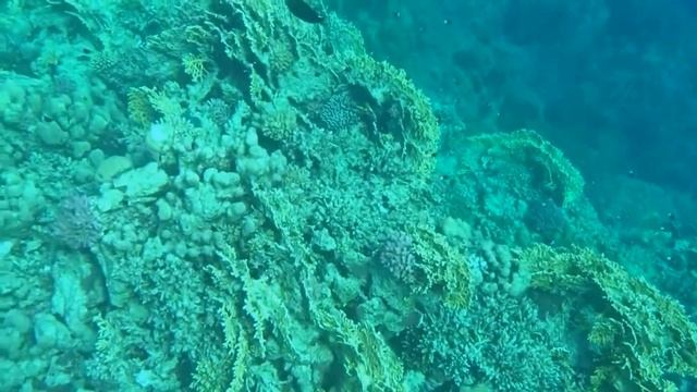 Marsa Alam 2015 - Hilton Nubian Resort - Abu Dabab Reef North смотреть онлайн