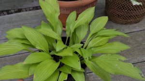 Обзор по хосте "Cherry Tart"