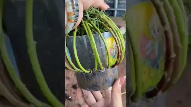 Вы такого еще не видели, делаем вместе,  важные условия для укоренения портулака, секреты и советы.