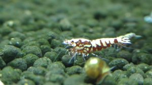 Фишбон галакси SS класса красная