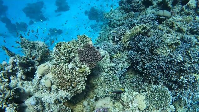 Marsa Alam - reef смотреть онлайн