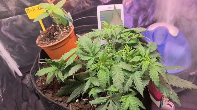 Mars Hydro Ts 600 co tam w trawie piszczy смотреть онлайн