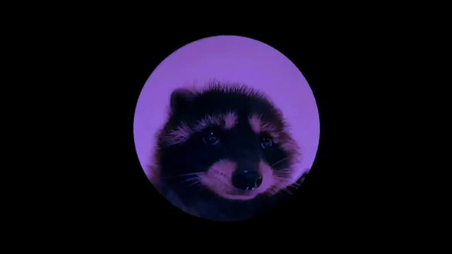 Енот педро, педро, педро песня