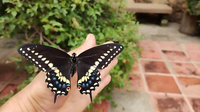 Mariposa cometa negra macho. Papilio polyxenes butterfly смотреть онлайн