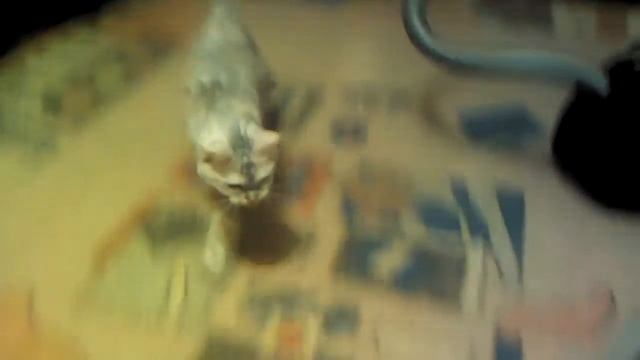 Котэ VS пылесос :D смотреть онлайн