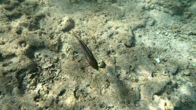 Marsa Alam Jaz Samaya May 2019 смотреть онлайн