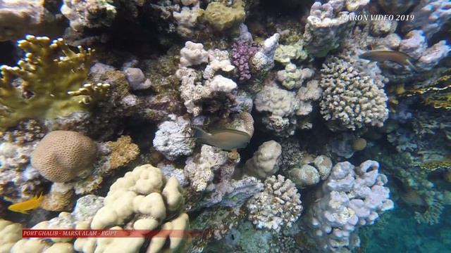 Egipt - Marsa Alam - Port Ghalib Resort смотреть онлайн