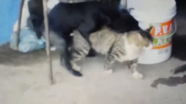 Wild Dog Mating with Cat Breeding Travel and golden business around Mating Animals смотреть онлайн