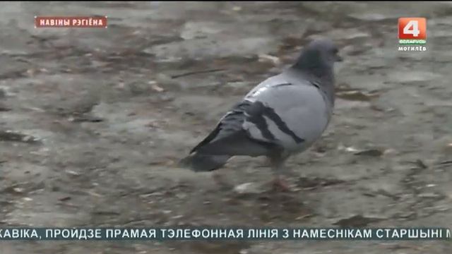 До +13º ожидается в Могилевской области смотреть онлайн