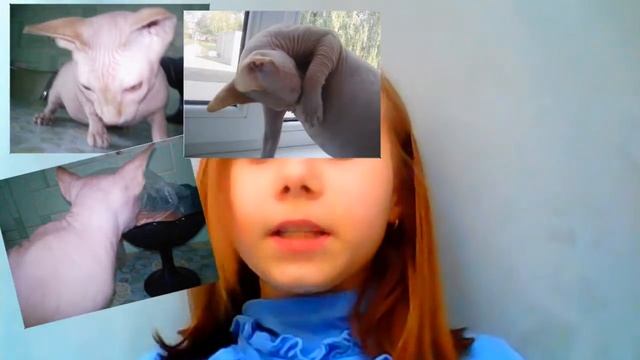 Новости о коте ! Марс или нет ? смотреть онлайн