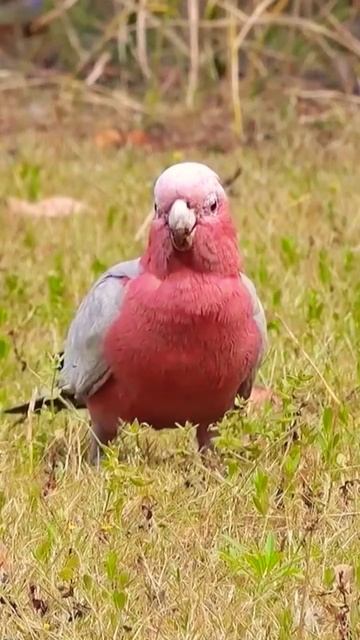 relaxation bird Chirping, bird songs, bird watching, bird calls, bird sounds,  birds relaxing🎶🐦
