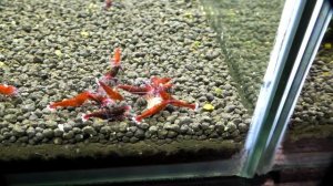 Аквариумные креветки Руби Ред